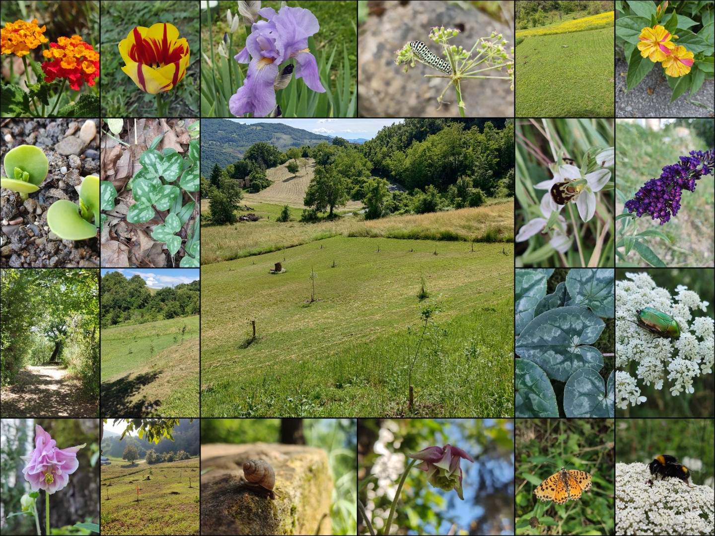 Garden collage