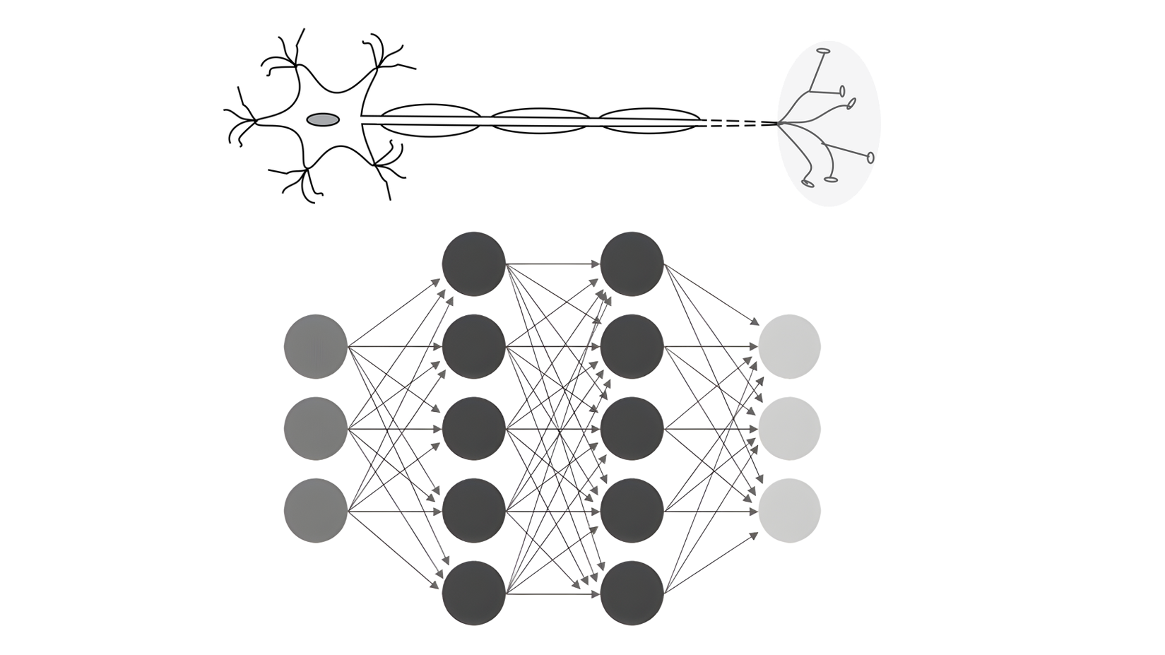 Biological neuron versus neural network with artificial neurons